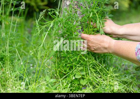Mains recueillant doucement des couchers frais autour du tronc d'arbre dans le jardin de printemps, tiges de plantes vertes dans la lumière naturelle, cueillette d'herbes sauvages saisonnières, rural Banque D'Images