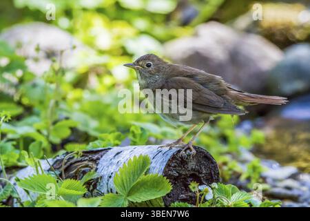 Muguet - se trouve sur un tronc de bouleau (Luscinia luscinia) Banque D'Images