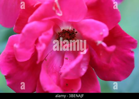Gros plan de rose en fleurs avec accent sur l'étamine à l'intérieur de la fleur Banque D'Images
