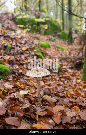 Champignon parasol (Macrolepiota procera) dans une forêt en automne, Bavière, Allemagne, Europe Banque D'Images