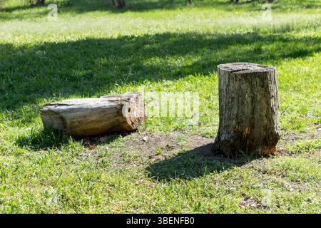 Journée ensoleillée dans une clairière forestière avec des souches d'arbres dispersées parmi l'herbe verte. La lumière chaude du soleil met en valeur la mousse et le bois, contrastant la vie et le rema Banque D'Images