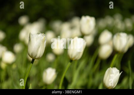 Fleurs de tulipes blanches étonnantes fleurissant dans un champ de tulipes, sur fond de fleurs de tulipes floues Banque D'Images