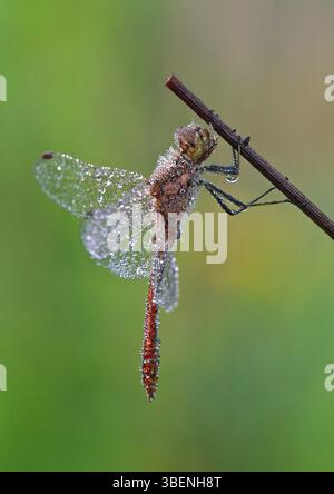 Libellule de rosée matinale (Sympetrum vulgatum) Banque D'Images