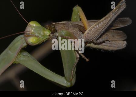 La Mantis religiosa qui prie avec sa proie (Mantis religiosa) Banque D'Images