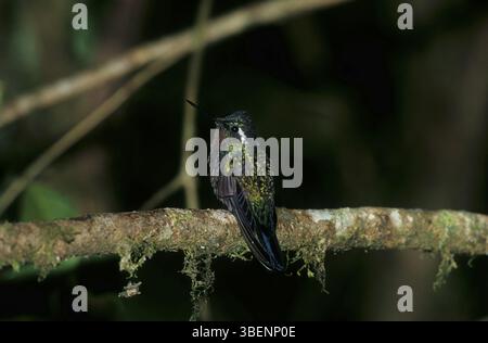 Nymphe mâle à gorge violette (Lampornis calolaema) Banque D'Images