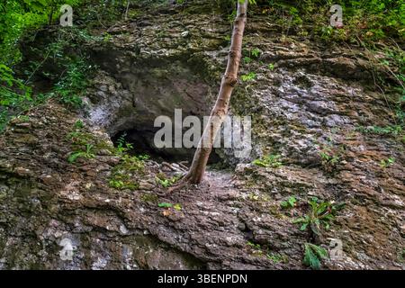 Petite entrée de grotte naturelle avec un petit arbre en dessous haut dans les murs de la partie inférieure de Cave Dale à Castleton. Banque D'Images