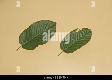 Feuilles de kratom (Mitragyna speciosa) Banque D'Images