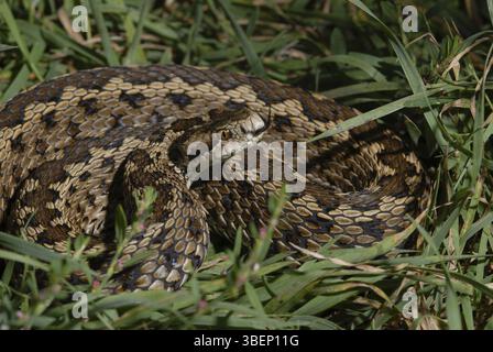 Vipère des prairies hongroises (Vipera ursinii rakosiensis) Banque D'Images