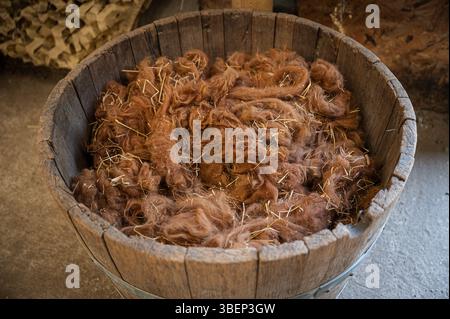 Laine brute recueillie dans un tonneau sur une ferme Banque D'Images