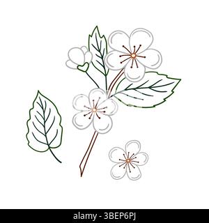 Illustration de fruits mignons dans le style de dessin à la main. Icône de fleur d'abricot sur fond blanc. Contour couleur. Conception pour les livres de coloriage, éducatif pour enfants Illustration de Vecteur