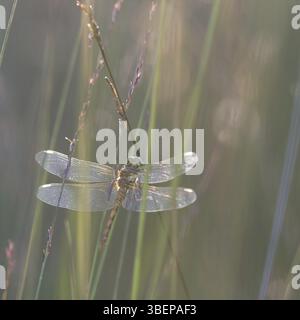 (Sympetrum vulgatum dard vagrant) Banque D'Images