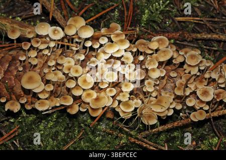 Queue de souris (Baeospora myosura) Banque D'Images