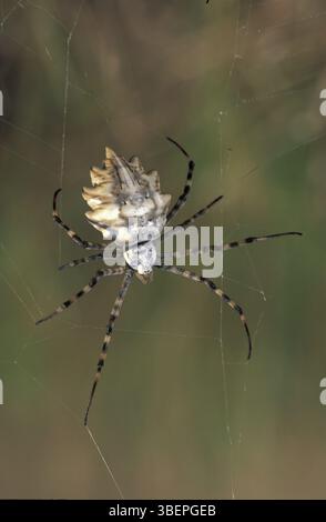 Araignée à toile de roue (Argiope lobata) Banque D'Images