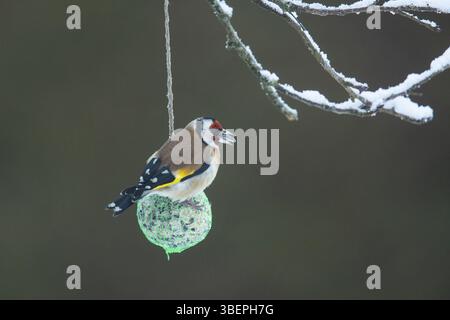 Chardonneret (Carduelis carduelis) Banque D'Images