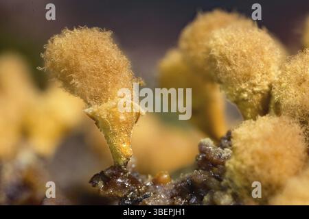 Plumeau jaune pseudo-capillaire (Hemitrichia clavata) Banque D'Images