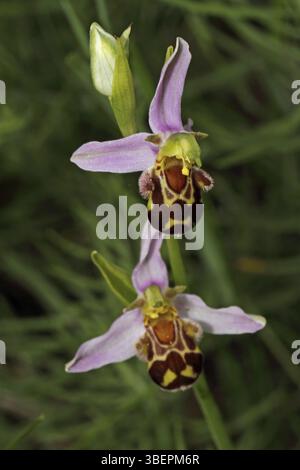L'orchidée abeille (Ophrys apifera) Banque D'Images