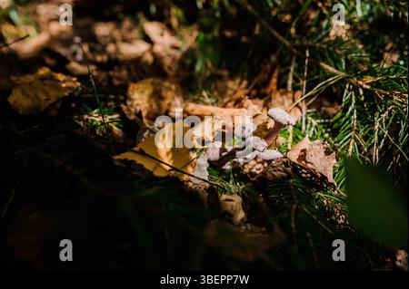 Une scène de sol forestier isolé avec de petits champignons pâles nichés au milieu d'un épais tapis de feuilles brunes tombées et d'aiguilles de pin éparpillées, a baigné i. Banque D'Images