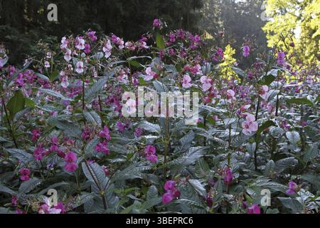 Balsamine de l'Himalaya (Impatiens glandulifera) Banque D'Images