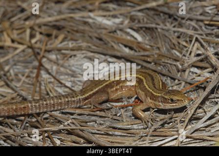 Lézard des forêts de Pannonie (Zootoca vivipara pannonica) Banque D'Images