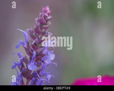 Macro-gros plan isolé de la fleur de sauge (salvia nemorosa) également connue sous le nom de sauge des bois, sauge des Balkans ou sauge sauvage par une journée ensoleillée de mai Banque D'Images