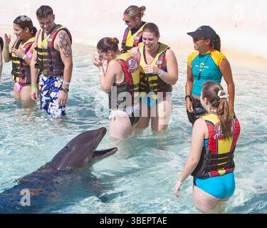 Wholphin, un hybride de cétacés extrêmement rare né de l'accouplement d'une femelle dauphin à bec commun (Tursiops truncatus) avec un mâle faux tueur wha Banque D'Images
