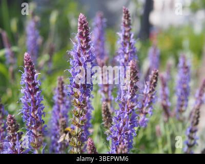 Sauge bleue (salvia nemorosa) également connue sous le nom de sauge des bois, sauge des Balkans ou sauge sauvage par une journée ensoleillée de mai à Bonn, Allemagne. Banque D'Images