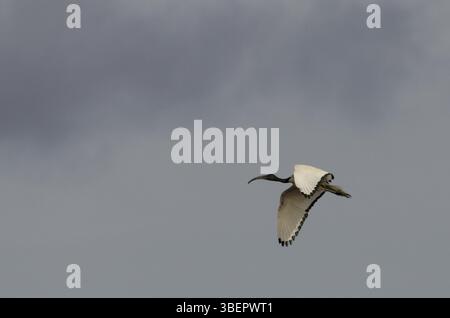 Ibis sacré africain en vol (Threskiornis aethiopicus) Banque D'Images