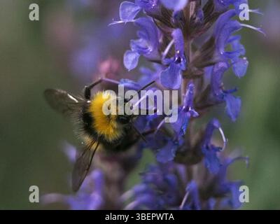 Gros plan frontal isolé d’un bourdon primitif mâle (bombus pratorum) ou d’un bourdon à nidification précoce recueillant du pollen d’une sauge bleue (salvia nemorosa) Banque D'Images