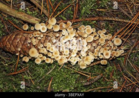 Queue de souris (Baeospora myosura) Banque D'Images