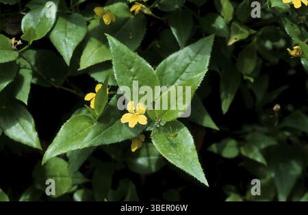 Goodenia (Goodenia ovata) Banque D'Images