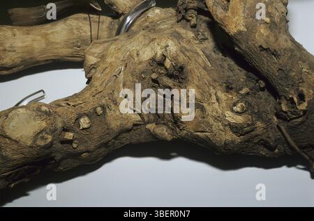 Racine de kava-kava (plante mère : Piper methysticum) Banque D'Images