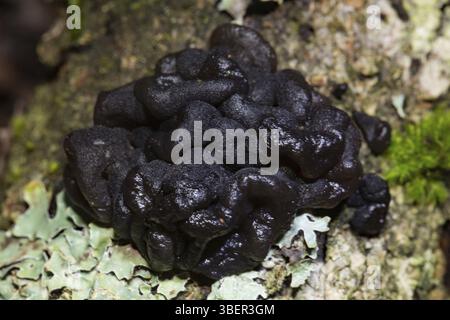 Beurre de sorcière noire, glandulosa en forme de tasse (Exidia glandulosa) Banque D'Images