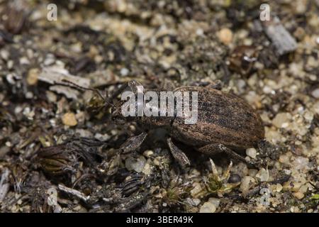 Charançon à aiguilles de pin gris, Plumbeous Wevil (Brachyderes incanus) Banque D'Images