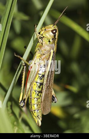Grasshopper des marais (Stethophyma grossum) Banque D'Images
