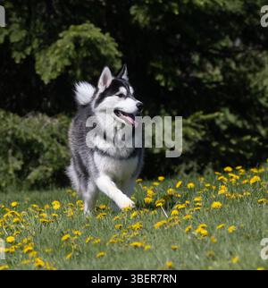 Husky sibérien noir et blanc courant dans un champ rural avec des pissenlits Banque D'Images