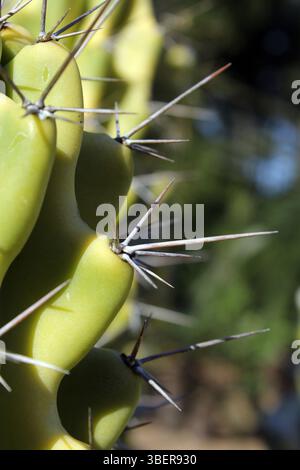 Gros plan d'épines sur une plante de cactus dans un jardin Banque D'Images