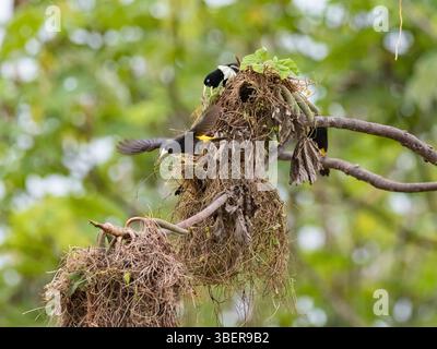 Cacique à grondement jaune, Cacicus cela, adulte au site de nidification sur Belluda Cano, Amazone, Loreto, Pérou, Amérique du Sud Banque D'Images