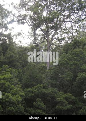 Près de Ellenborough Falls, Australie, Océanie Banque D'Images