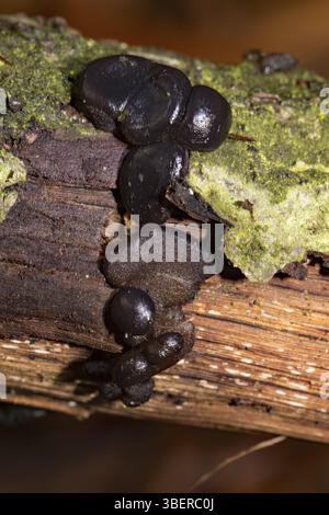 Beurre de sorcière noire (Exidia glandulosa) Banque D'Images