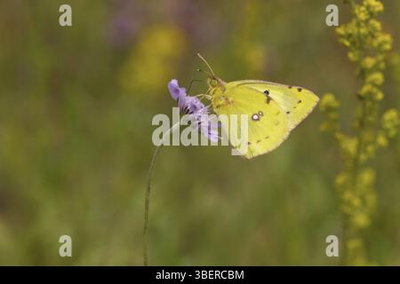 Trèfle en fer à cheval (Colias alfacariensis) Banque D'Images