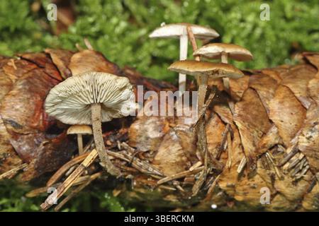 Carpe queue de souris (Baeospora myosura) Banque D'Images