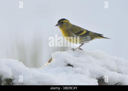 Tarin des pins (Carduelis spinus) Banque D'Images