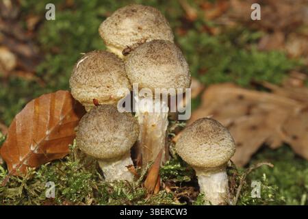 Miel jaune champignon (Armillaria mellea) Banque D'Images