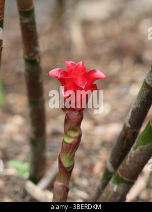 Fleur rouge sur une plante de gingembre costus dans un jardin tropical Banque D'Images