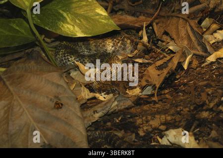 Additionneur de mort (Acanthophis praelongus) Banque D'Images