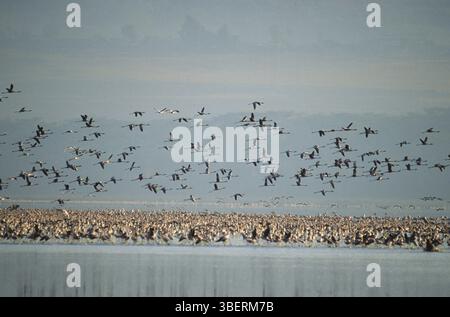 Colonie de flamants roses (Phoenicopterus ruber roseus) Banque D'Images