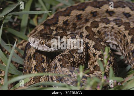 Vipère des prairies hongroises (Vipera ursinii rakosiensis) Banque D'Images