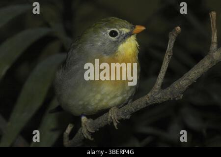 Sunbird, Nightingale chinois (Leiothrix lutea) Banque D'Images
