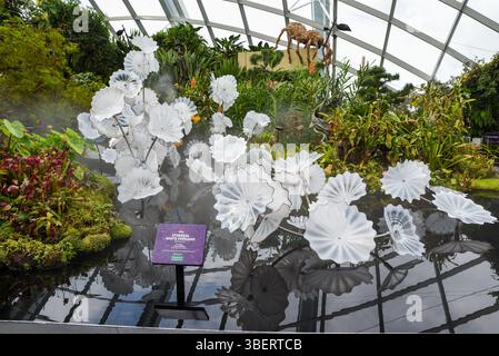 Singapour, Singapour - 4 avril 2025 : sculpture en verre blanc Perses blancs éthérés sur l'eau dans Cloud Forest Dome à Gardens by the Bay, entouré par Banque D'Images