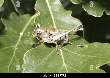 Griseoaptera (PHolidoptera griseoaptera) Banque D'Images